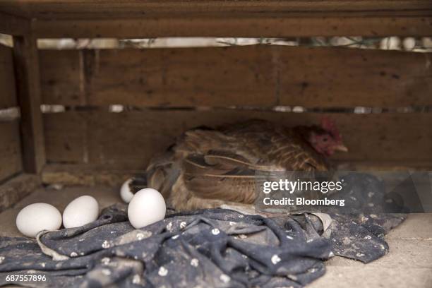 Hen sits next to eggs at a farm which supplies fresh food to Pifu Ecological Agriculture Ltd. Near Jiande, Zhejiang Province, China, on Thursday,...