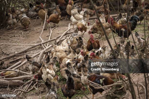 Chickens feed at a poultry farm which supplies fowl to Pifu Ecological Agriculture Ltd. Near Jiande, Zhejiang Province, China, on Thursday, April 6,...