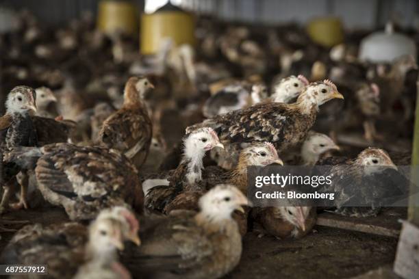 Chicks feed at a poultry farm which supplies fowl to Pifu Ecological Agriculture Ltd. Near Jiande, Zhejiang Province, China, on Thursday, April 6,...