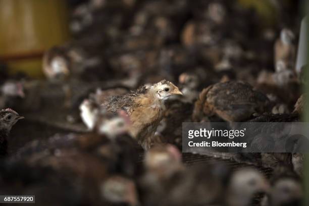 Chick stands at a poultry farm which supplies fowl to Pifu Ecological Agriculture Ltd. Near Jiande, Zhejiang Province, China, on Thursday, April 6,...