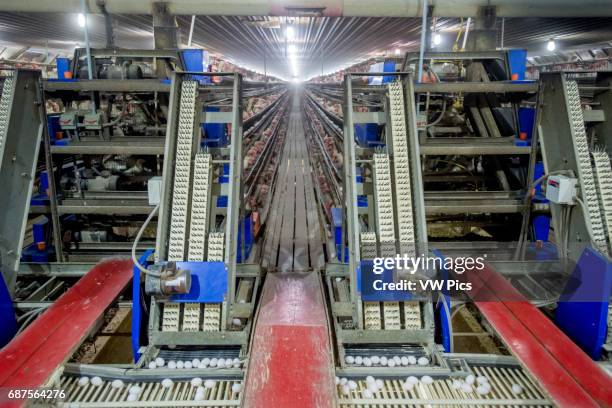 Chickens in cages at a conventional production commercial, egg farm.