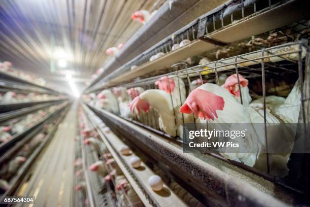 Chickens in cages at a conventional production commercial, egg farm.