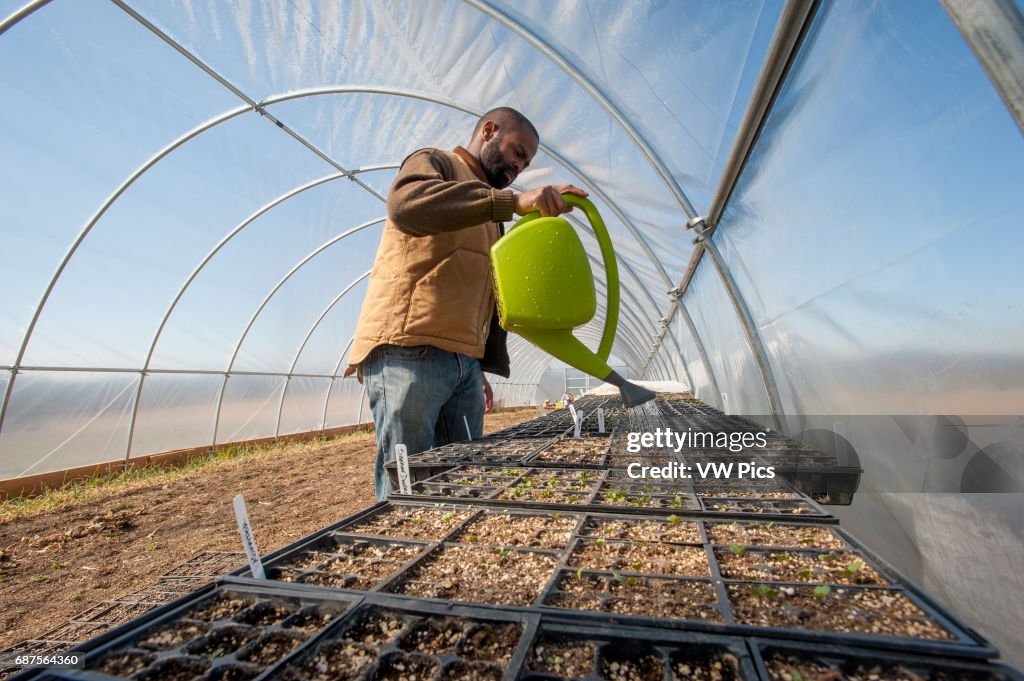 Farmer watering seed flats in a green house for germination