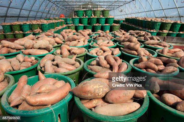Baskets of vegetables on a farm, yams.