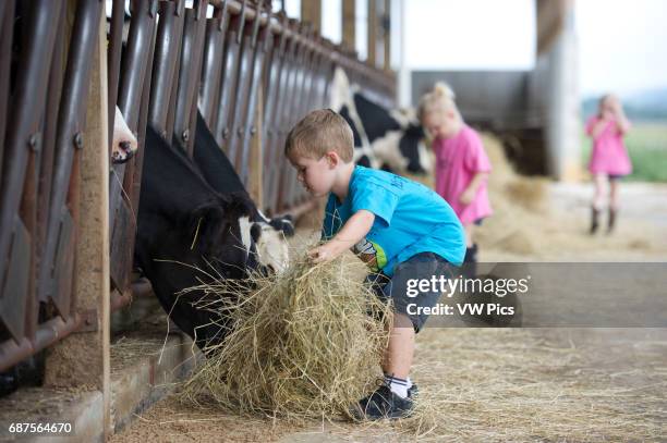 Children feeding dairy cows hay in the barn.