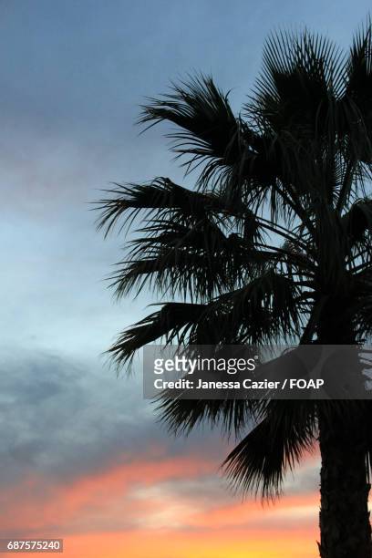 silhouetted palm tree during sunset - janessa stockfoto's en -beelden