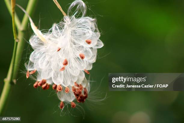 dandelion seeds blowing from stem - janessa stockfoto's en -beelden