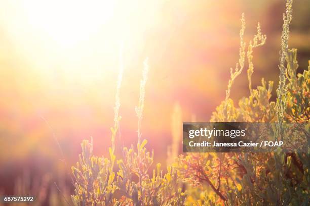 sunlight on flower plants - janessa stockfoto's en -beelden