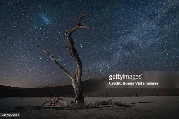 dead tree in a desert under stars - desert night stock-fotos und bilder