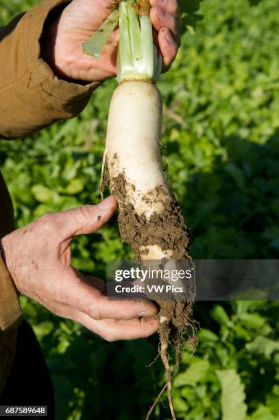 Raddiah Root 1,599 Radish Root Stock Photos, High-Res Pictures, and Images - Getty ...