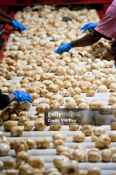 Potato farm workers sorting potatoes on conveyor belt.