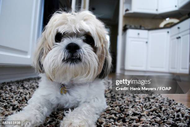 portrait of a puppy - lhasa apso puppy stock pictures, royalty-free photos & images