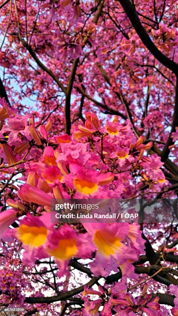 Close-up of a pink flowers