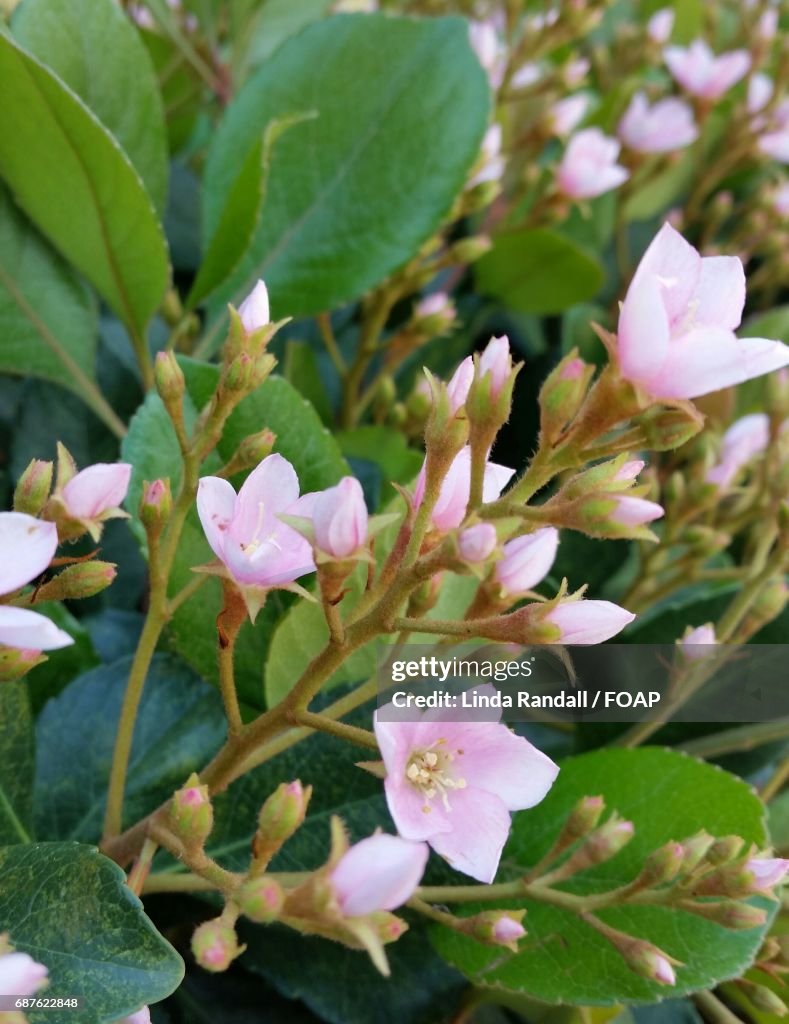 Close-up of a pink flowers
