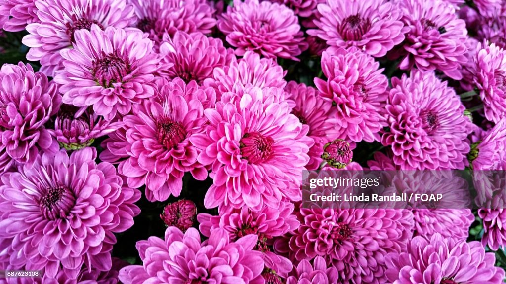 Full frame shots of pink flowers