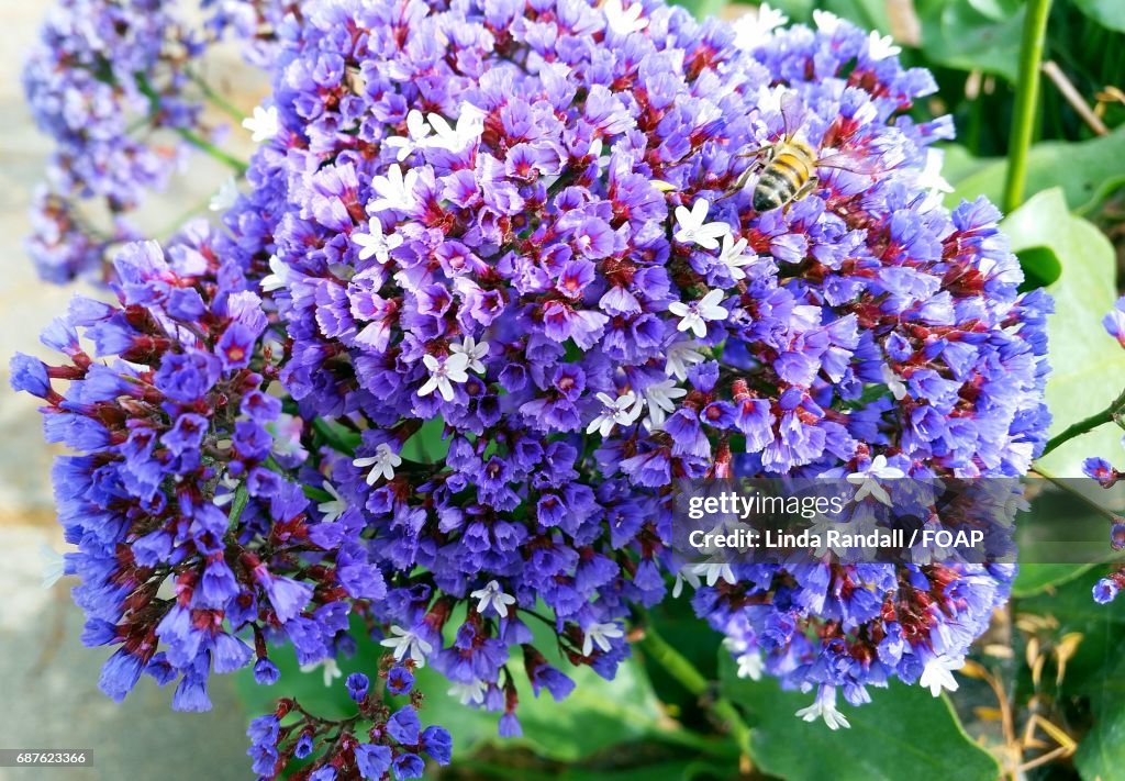 Bee on the spring flowers