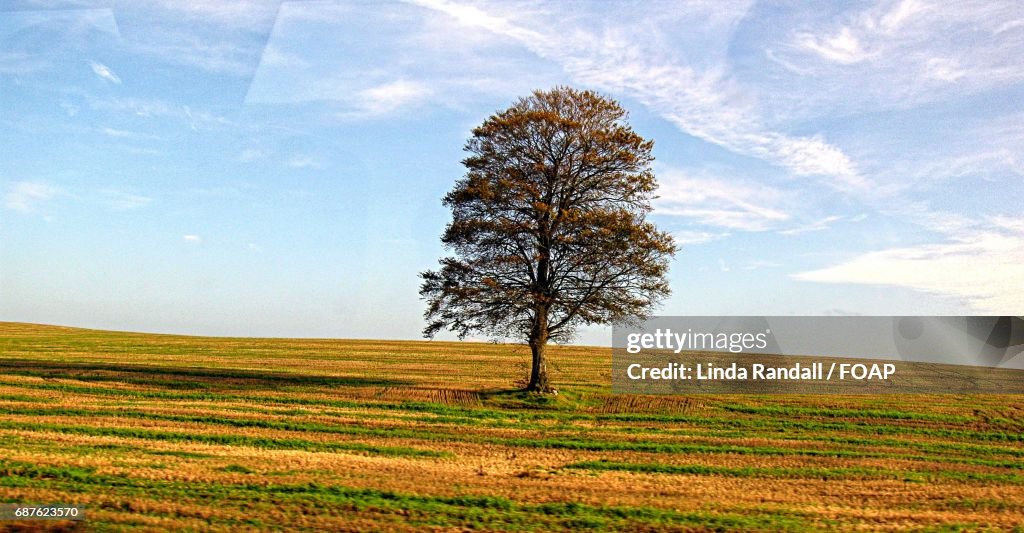 Single tree on the grassy land