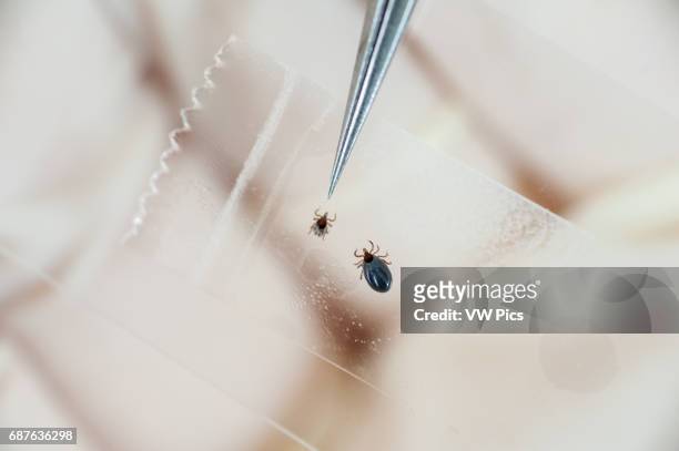 Tweezers pointing to a tick while doing Lyme disease research in College Park, Maryland, USA.