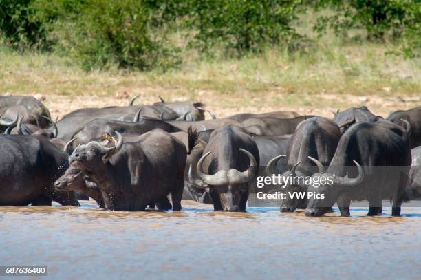 Kruger National Park Cape Buffalo .