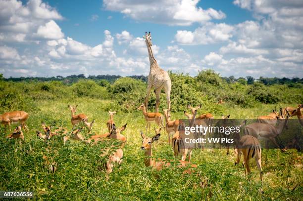 Kasane, Botswana - Chobe National Park Impala and Giraffe .