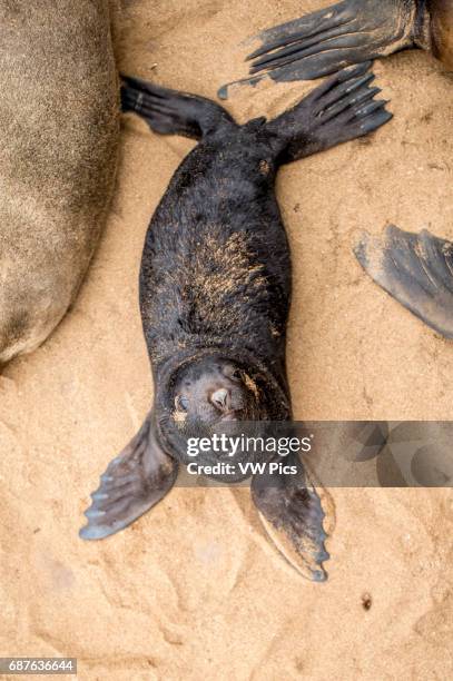 Cape Cross, Namibia, Africa - Cape cross seal reserve Cape fur seals , also known as the Brown fur seal, South African fur seal.