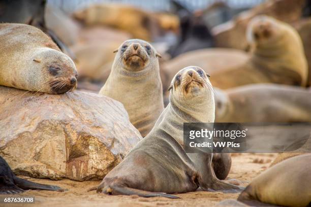 Cape Cross, Namibia, Africa - Cape cross seal reserve Cape fur seals , also known as the Brown fur seal, South African fur seal.