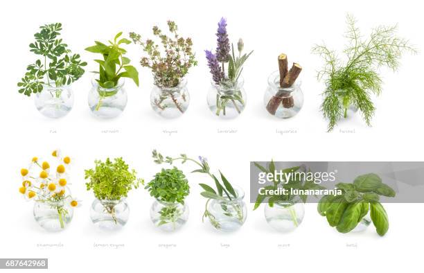 mediterranean cuisine fresh herbs - herb stock pictures, royalty-free photos & images