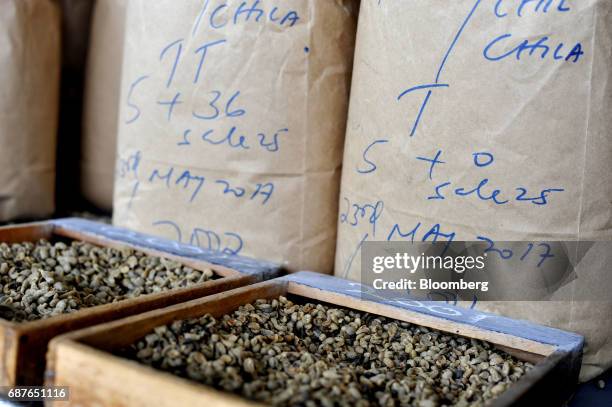 Coffee beans sent for auction from farms around Kenya sit on display in the samples room at the Nairobi Coffee Exchange in Nairobi, Kenya, on...