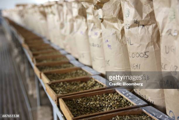 Coffee beans sent for auction from farms around Kenya sit in inspection trays in the samples room at the Nairobi Coffee Exchange in Nairobi, Kenya,...