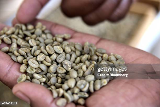 Supervisor inspects the quality of coffee beans sent for auction from farms around Kenya in the samples room at the Nairobi Coffee Exchange in...