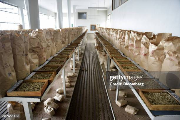 Coffee beans sent for auction from farms around Kenya sit in inspection trays in the samples room at the Nairobi Coffee Exchange in Nairobi, Kenya,...