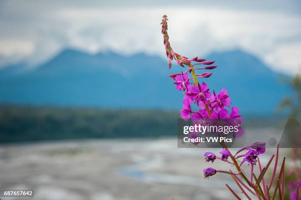 Fireweed growing off of Parks Highway, Alaska, near the Susitna River.