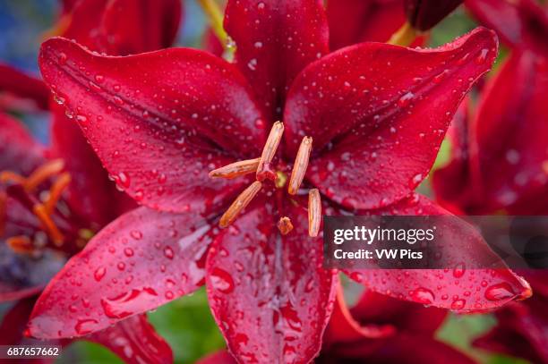 Asiatic 'Black Out' lilly's growing in a garden.