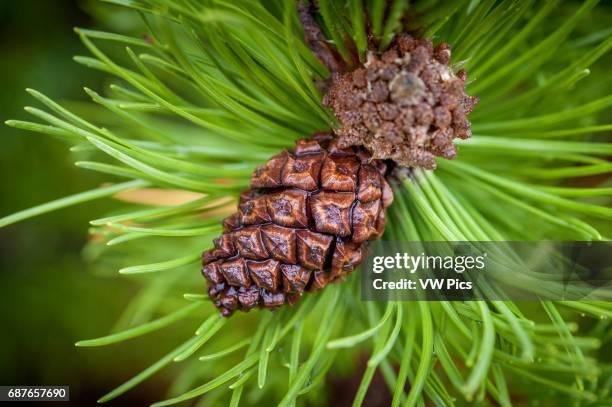Pine cones growing on a branch.