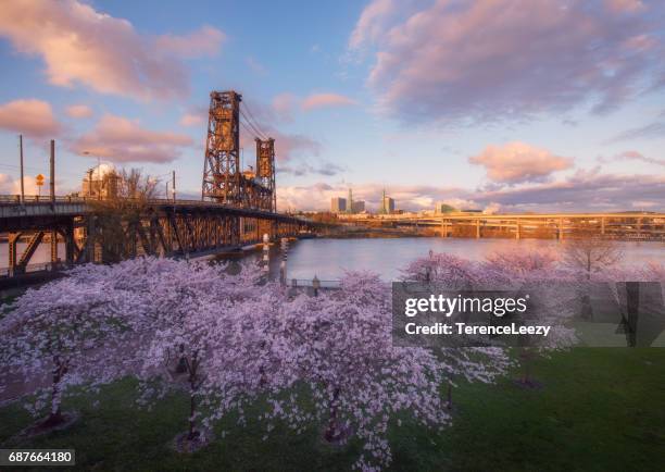 sunset over cherry blossoms, portland, oregon - willamette river bildbanksfoton och bilder