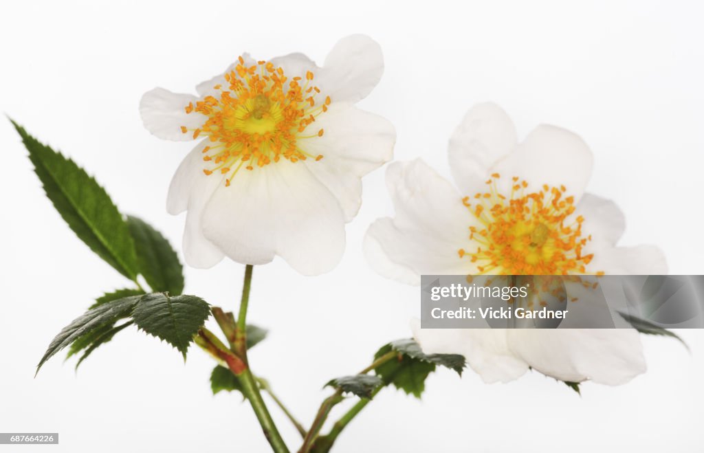 White Wildflowers (UK) Dog Rose (Rosa canina)