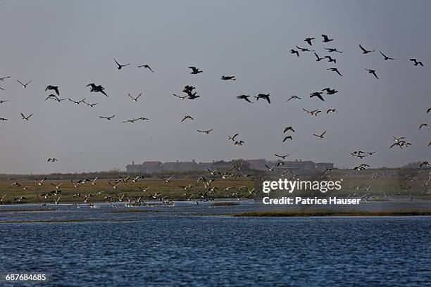 bassin d'arcachon - arcachon stock pictures, royalty-free photos & images