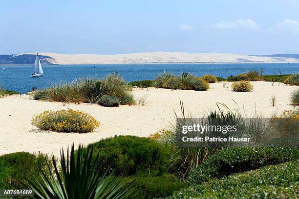 bassin d'arcachon - cap ferret stock pictures, royalty-free photos & images