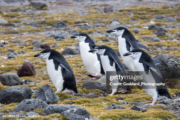 antarctica: chinstrap penguins on penguin island - south shetland islands stockfoto's en -beelden