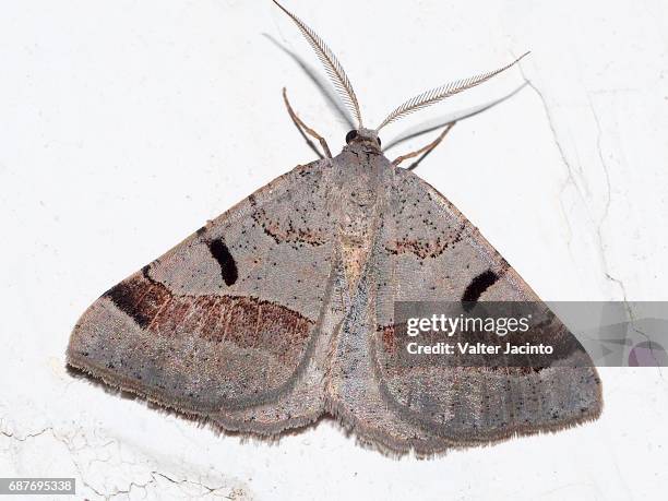 moth (itame vincularia) - geometridae stock pictures, royalty-free photos & images