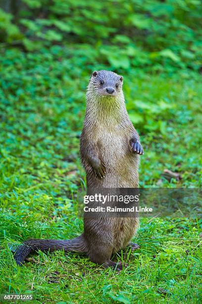 european otter, lutra lutra - european otter stock pictures, royalty-free photos & images