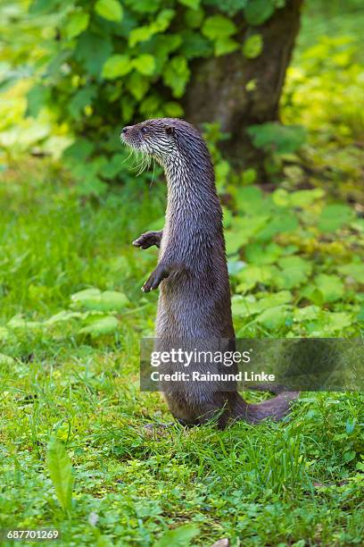 european otter, lutra lutra - european otter stock pictures, royalty-free photos & images