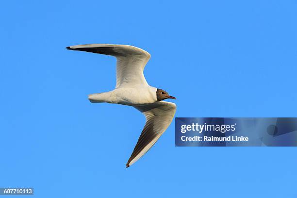 black-headed gull, larus ridibundus - black headed gull stock pictures, royalty-free photos & images