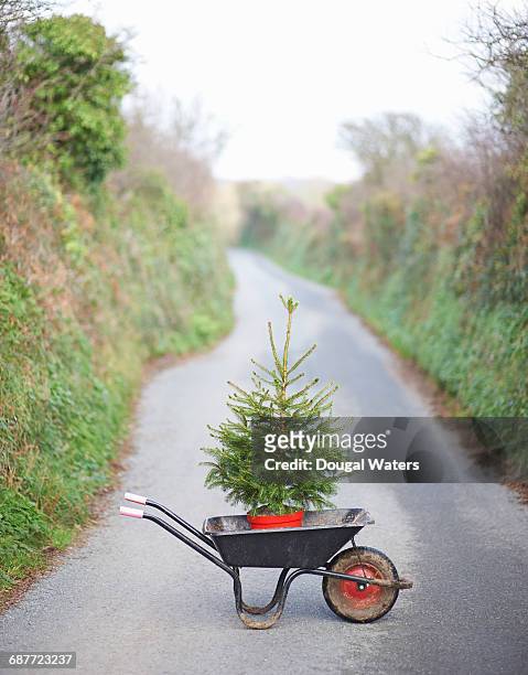 christmas tree in wheelbarrow on country lane. - country christmas fotografías e imágenes de stock