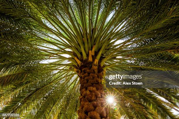 the date palm -  tree of life - date palm tree stock pictures, royalty-free photos & images