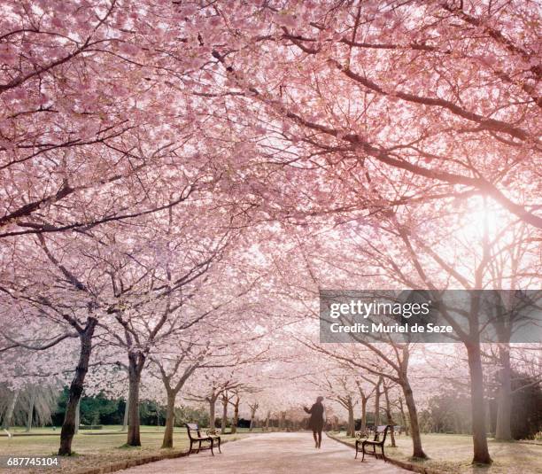 cherry tree allée - cherry blossom tree stock-fotos und bilder