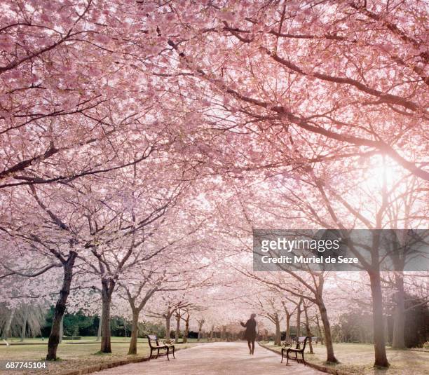 cherry tree allée - sakura bildbanksfoton och bilder