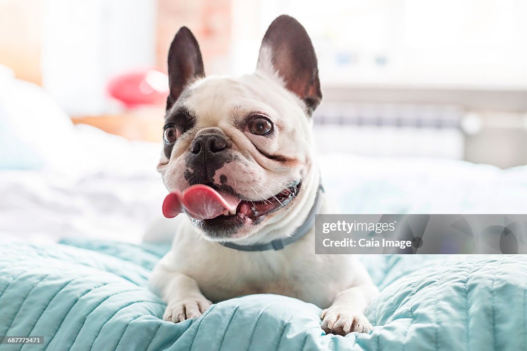 French Bulldog laying on bed panting