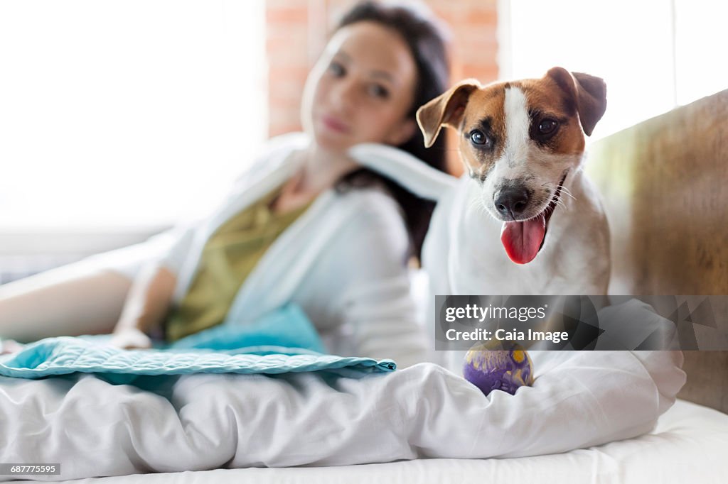 Woman watching Jack Russell Terrier dog with toy on bed