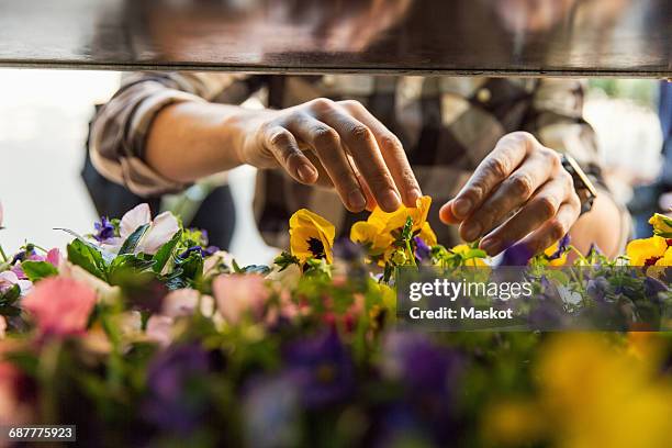 midsection of male owner arranging flowers at market stall - flower stall imagens e fotografias de stock